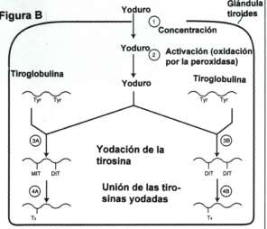 hormonas tiroides