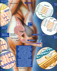 crecimiento muscular